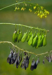 Dyer's woad Seeds, satis tinctoria,asp of jerusalem,traditional Chinese medicine - Caribbean garden seed