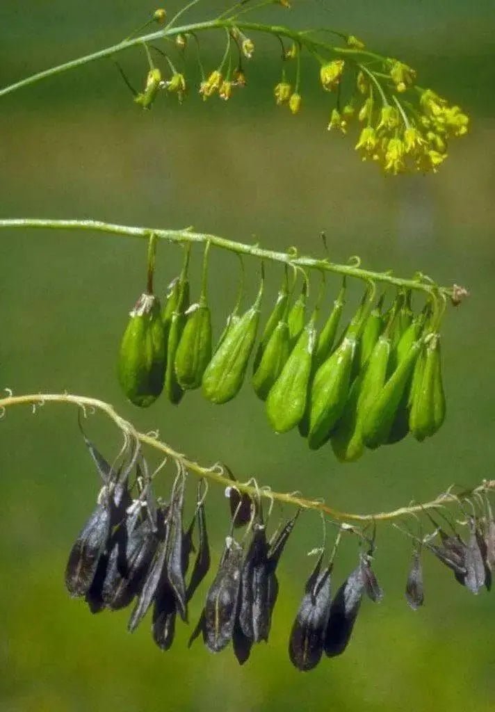 Dyer's woad Seeds, satis tinctoria,asp of jerusalem,traditional Chinese medicine - Caribbean garden seed