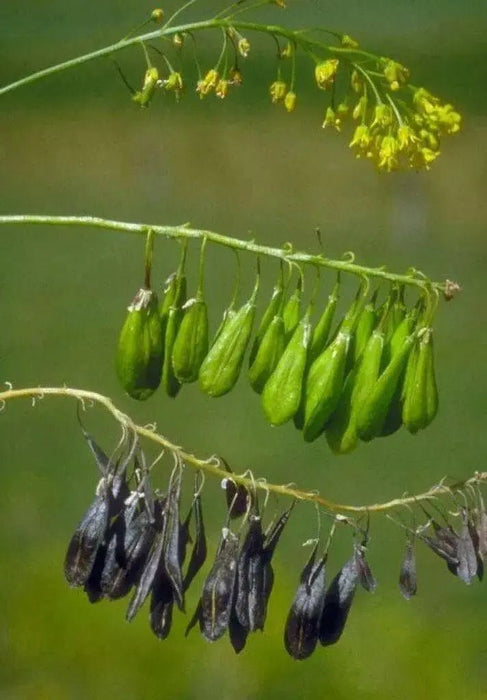 Dyer's woad Seeds, satis tinctoria,asp of jerusalem,traditional Chinese medicine - Caribbean garden seed