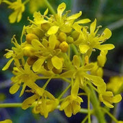 Dyer's woad Seeds, satis tinctoria,asp of jerusalem,traditional Chinese medicine - Caribbean garden seed