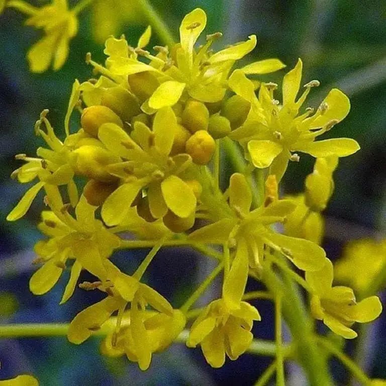 Dyer's woad Seeds, satis tinctoria,asp of jerusalem,traditional Chinese medicine - Caribbean garden seed
