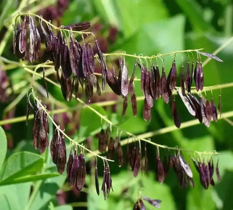 Dyer's woad Seeds, satis tinctoria,asp of jerusalem,traditional Chinese medicine - Caribbean garden seed