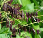 Dyer's woad Seeds, satis tinctoria,asp of jerusalem,traditional Chinese medicine - Caribbean garden seed