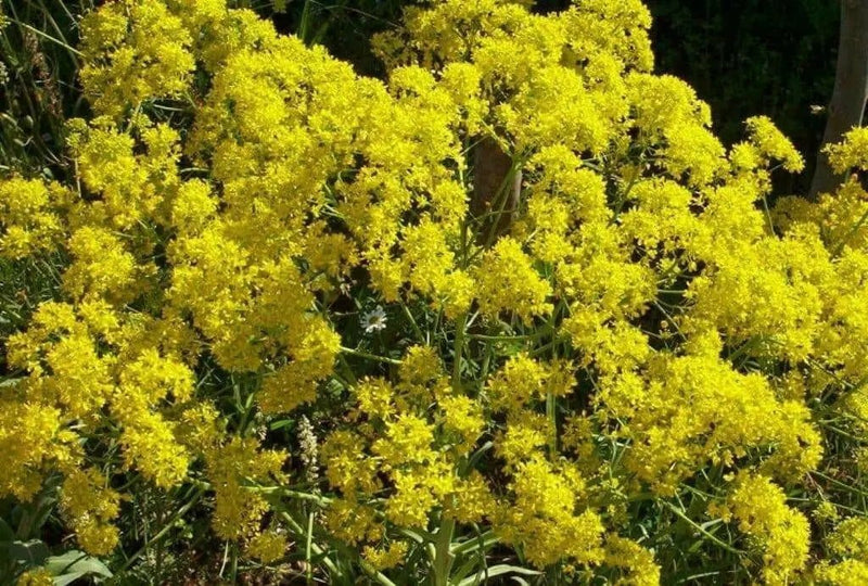 Dyer's woad Seeds, satis tinctoria,asp of jerusalem,traditional Chinese medicine - Caribbean garden seed