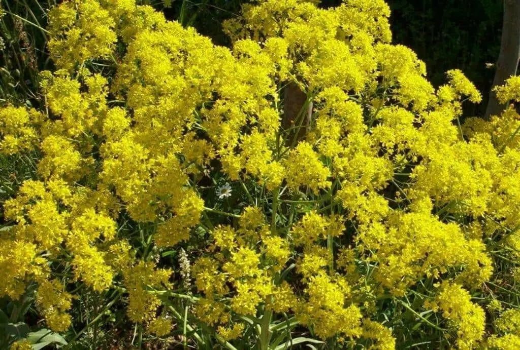 Dyer's woad Seeds, satis tinctoria,asp of jerusalem,traditional Chinese medicine - Caribbean garden seed