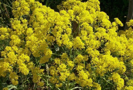 Dyer's woad Seeds, satis tinctoria,asp of jerusalem,traditional Chinese medicine - Caribbean garden seed