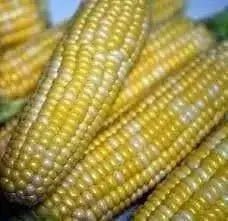 EARLY Bi-Color Sweet Corn SEEDS, Butter & Sugar - Caribbean garden seed