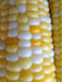 EARLY Bi-Color Sweet Corn SEEDS, Butter & Sugar - Caribbean garden seed