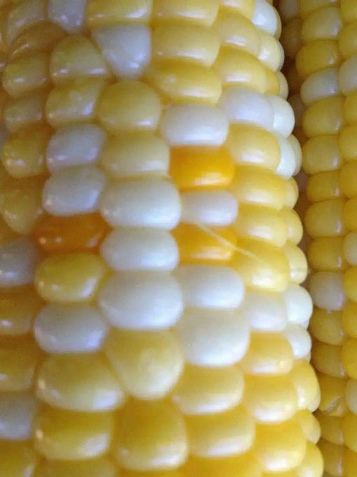 EARLY Bi-Color Sweet Corn SEEDS, Butter & Sugar - Caribbean garden seed