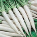 Early Daikon Giant White -Radish SEEDS – Asian Vegetable . - Caribbeangardenseed