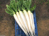 Early Daikon Giant White -Radish SEEDS – Asian Vegetable . - Caribbeangardenseed