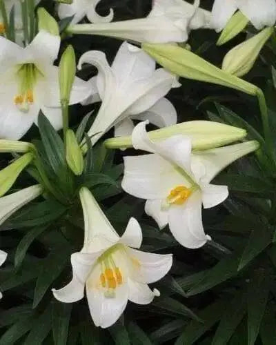 Easter Lily Bulbs ,Lilium .-,3 Bulbs, ,Suitable for forcing - Caribbean garden seed