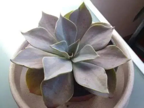 Echeveria Strictiflora Bustamante Seeds,Growing Cactus/succulents is fun & rewarding - Caribbeangardenseed