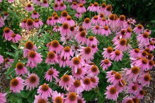 Echinacea purpurea Double Decker Coneflower ( 2Plant) Honey-bee food plant / su - Caribbeangardenseed