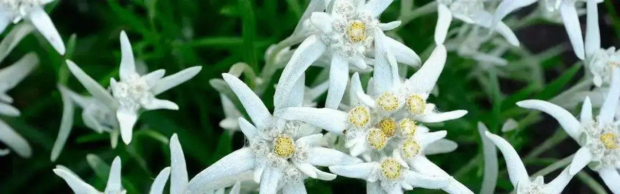 Edelweiss FLOWERS Seed, WINTER HARDY PERENNIAL - Caribbean garden seed