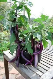 LONG EGGPLANT seeds ,Ping Tung -Asian Vegetable - Caribbean garden seed