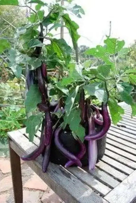LONG EGGPLANT seeds ,Ping Tung -Asian Vegetable - Caribbean garden seed