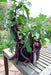 LONG EGGPLANT seeds ,Ping Tung -Asian Vegetable - Caribbean garden seed