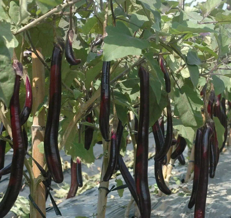 LONG EGGPLANT seeds ,Ping Tung -Asian Vegetable - Caribbean garden seed