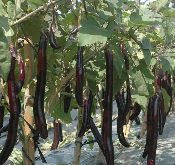 LONG EGGPLANT seeds ,Ping Tung -Asian Vegetable - Caribbean garden seed