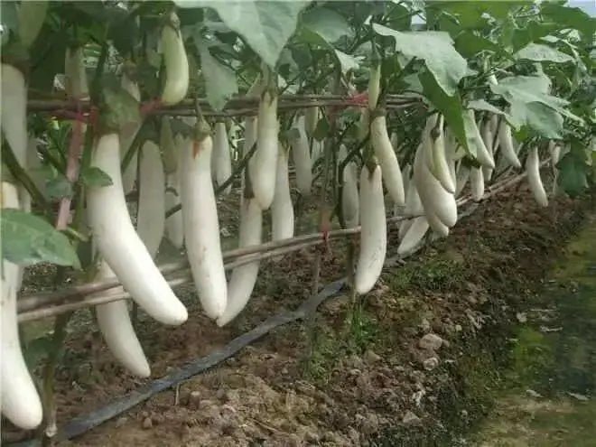 LONG EGGPLANT SEEDS (WHITE )- Asian Vegetable - Caribbean garden seed