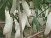 LONG EGGPLANT SEEDS (WHITE )- Asian Vegetable - Caribbean garden seed