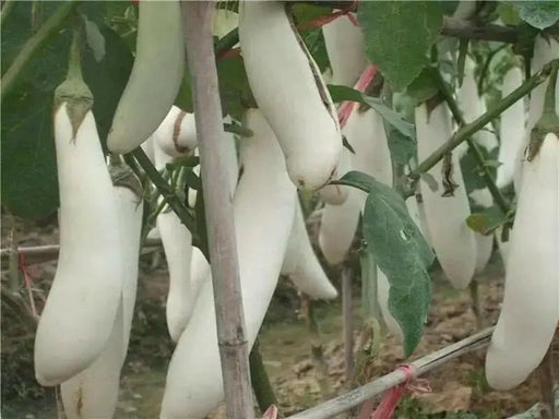 LONG EGGPLANT SEEDS (WHITE )- Asian Vegetable - Caribbean garden seed