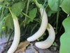 LONG EGGPLANT SEEDS (WHITE )- Asian Vegetable - Caribbean garden seed