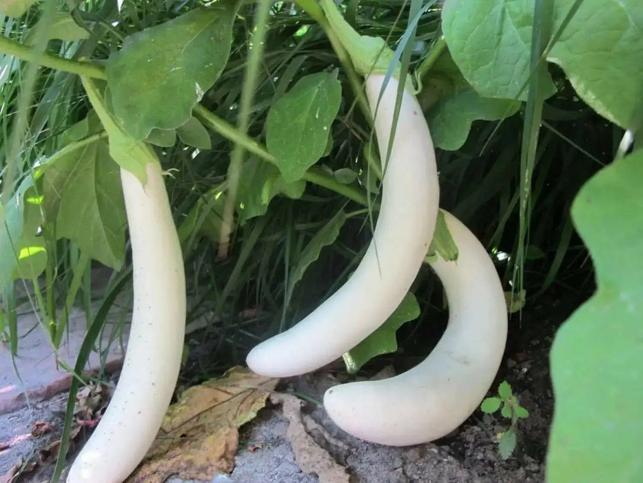 LONG EGGPLANT SEEDS (WHITE )- Asian Vegetable - Caribbean garden seed