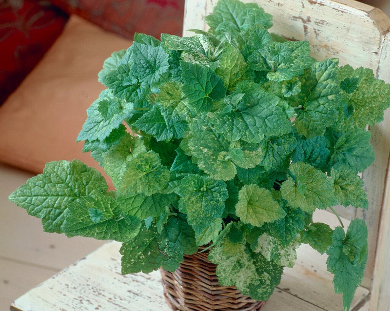 Tolmiea Piggyback Plant – Live Houseplant | Self-Propagating, Pet-Friendly (Tolmiea menziesii)