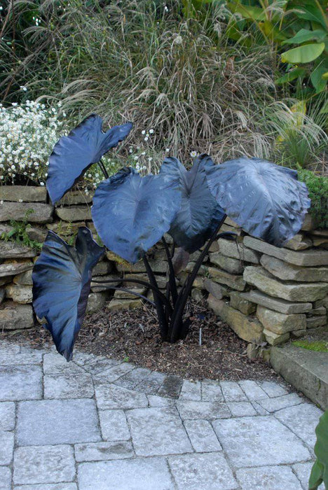 ELEPHANT EAR BULBS - BLACK MAGIC,TROPICAL PLANT - Caribbeangardenseed