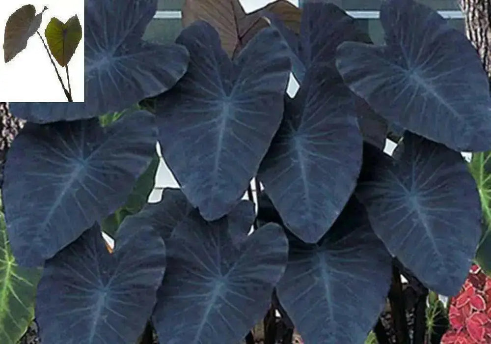 ELEPHANT EAR BULBS - BLACK MAGIC,TROPICAL FOLIAGE - Caribbean garden seed