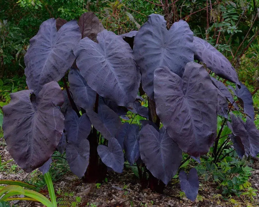 ELEPHANT EAR BULBS - DIAMOND HEAD,TROPICAL PLANT - Caribbeangardenseed