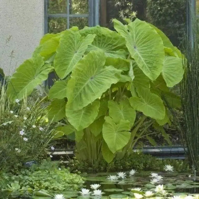 Elephant Ear bulbs, (Colocasia esculenta) Tropical Folage ,Size 11/13 - Caribbeangardenseed