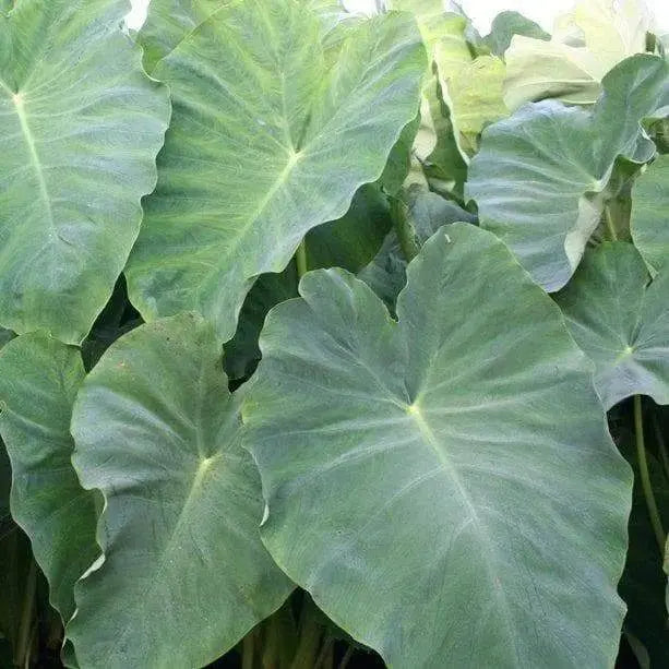 Elephant Ear bulbs, (Colocasia esculenta) Tropical Folage ,Size 9/11 - Caribbeangardenseed