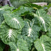 Elephant Ear White Lava' ( Bulb) Tropical FOLIAGE - Caribbean garden seed