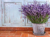 ENGLISH Lavender, flowers Seed - Caribbeangardenseed