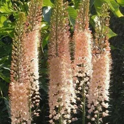 Eremurus (Foxtail Lily) PINK, Bareroot plant - Caribbean garden seed