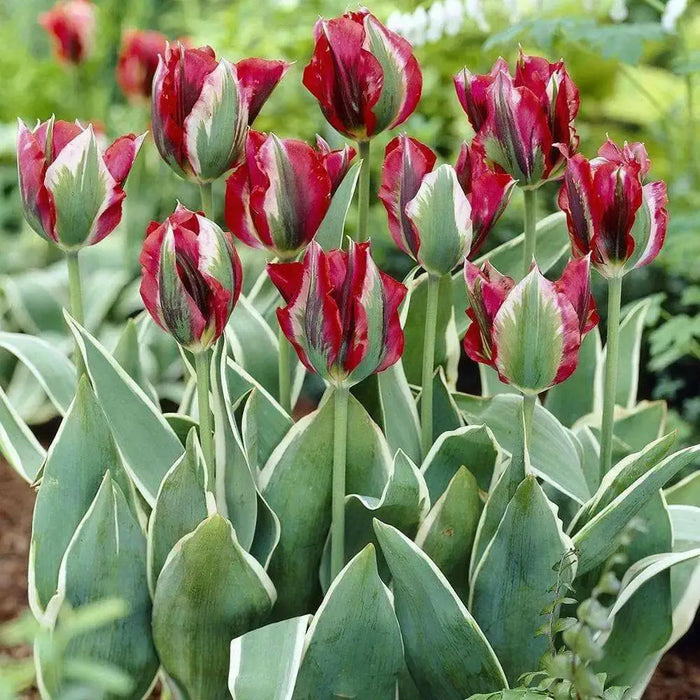 Esperanto Viridiflora ,Tulip Bulbs. FALL PLANTING! - Caribbean garden seed