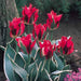 Esperanto Viridiflora ,Tulip Bulbs. FALL PLANTING! - Caribbean garden seed