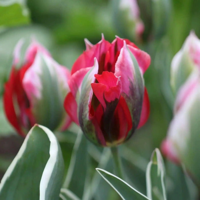 Esperanto Viridiflora ,Tulip Bulbs. FALL PLANTING! - Caribbean garden seed
