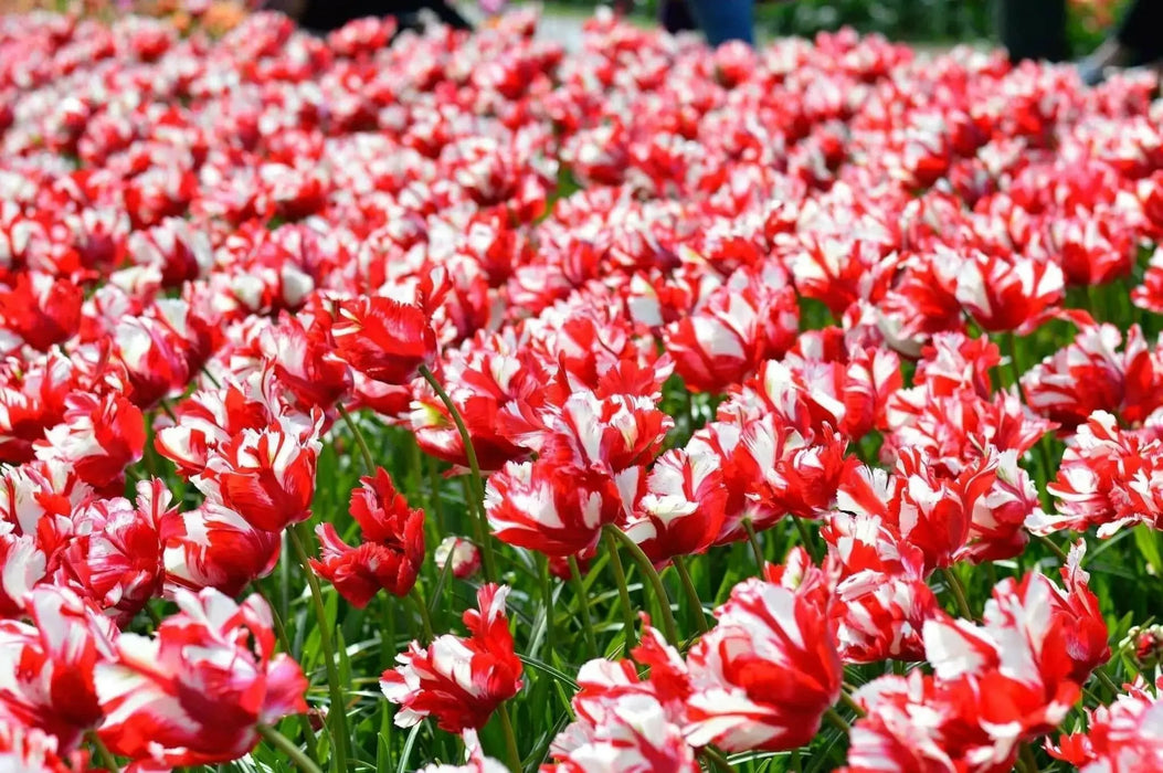 Estella Rijnveld Parrot Tulip bulbs, Single Late Bloom - Caribbean garden seed