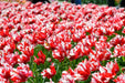 Estella Rijnveld Parrot Tulip bulbs, Single Late Bloom - Caribbean garden seed