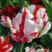 Parrot TULIP '‘Estella Rijnveld (Bulbs),12/+cm, - Caribbeangardenseed