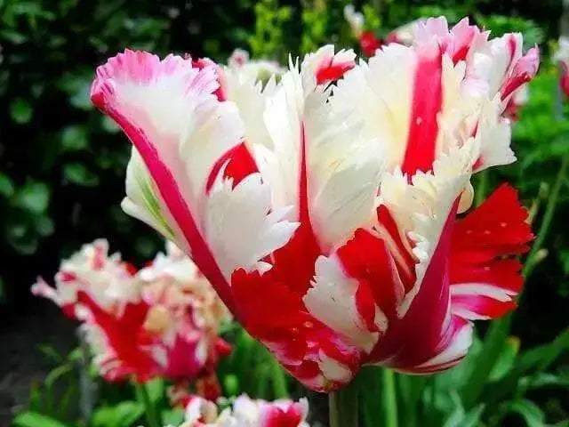 Estella Rijnveld Parrot Tulip bulbs, Single Late Bloom - Caribbean garden seed