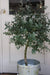 Eucalyptus Silver Dollar Seeds -Houseplant or Outdoor ,Perennial shrub - Caribbeangardenseed