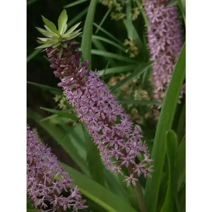 Eucomis  'Reuben' (Pineapple Lily) Bulb,Elegant,Tropical . - Caribbean garden seed