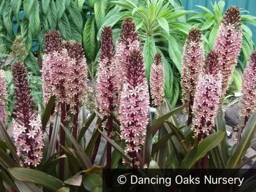 Eucomis Sparkling Burgundy (Pineapple Lily) Bulb,Elegant,Tropical . - Caribbeangardenseed