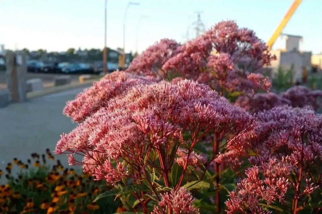 Eupatorium Baby Joe (STARTER PLANT) Dwarf Joe Pye Weed) - Caribbean garden seed