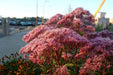 Eupatorium Baby Joe (STARTER PLANT) Dwarf Joe Pye Weed) - Caribbean garden seed